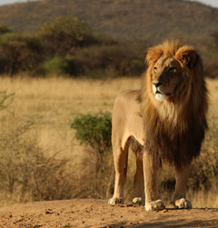 The proud, majestic lion makes a great addition to any safari-themed display or a room painted in bold aztec colors